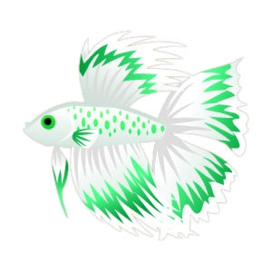 Shamrock Whitefin Betta